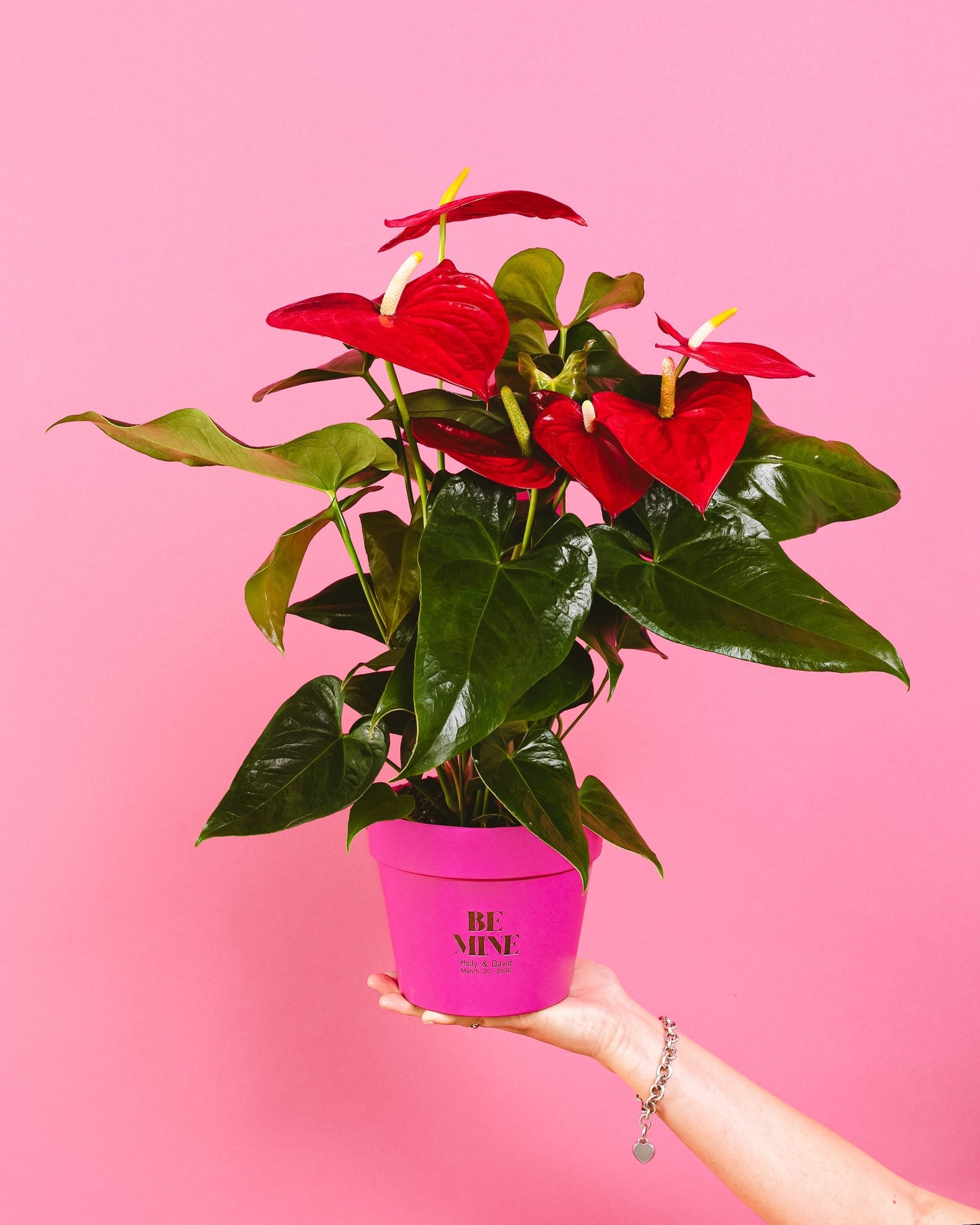 Lively Root - Anthurium Andraeanum - Flamingo Flower