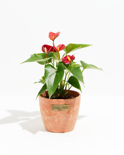 Lively Root - Anthurium Andraeanum - Flamingo Flower