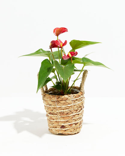 Lively Root - Anthurium Andraeanum - Flamingo Flower