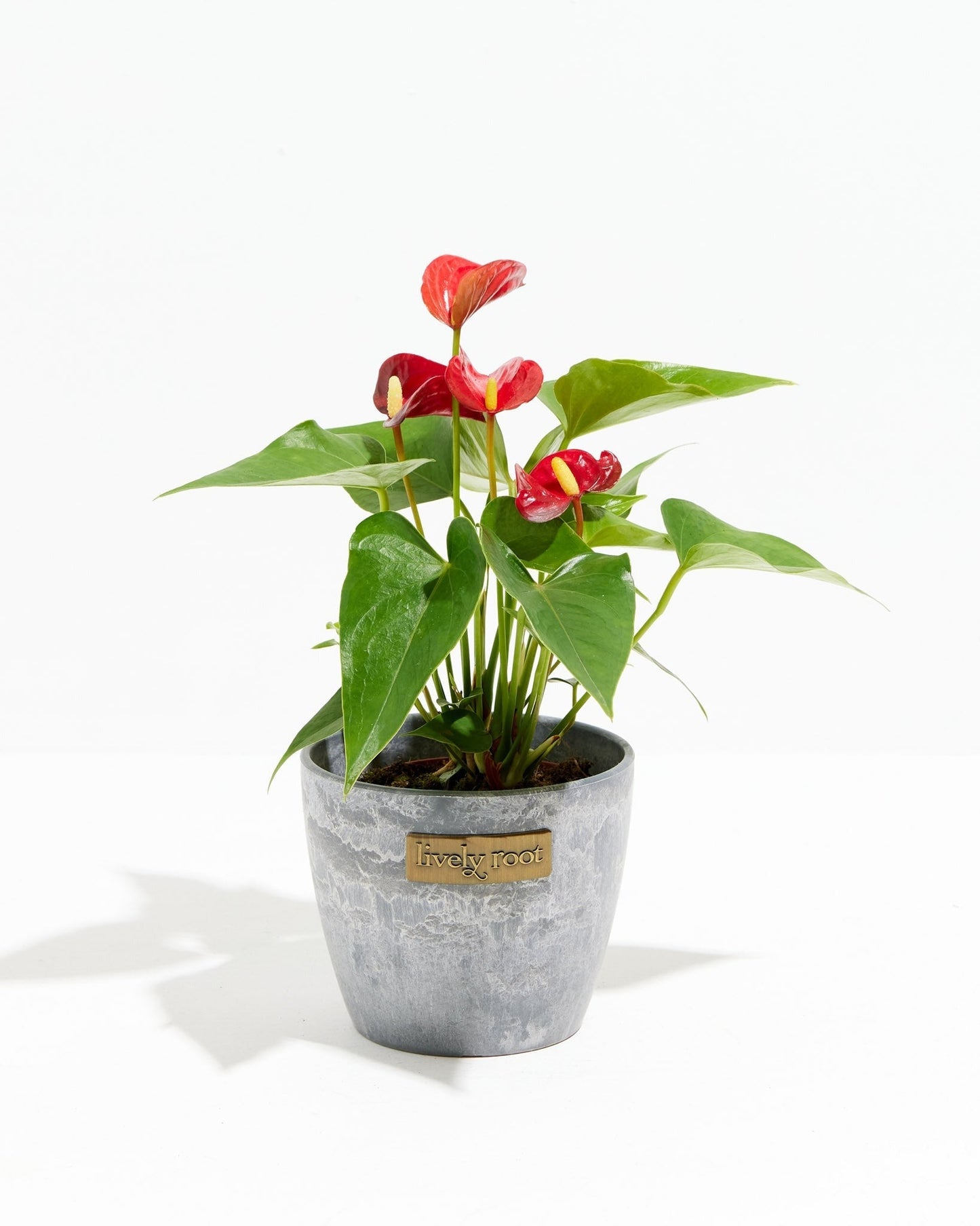 Lively Root - Anthurium Andraeanum - Flamingo Flower