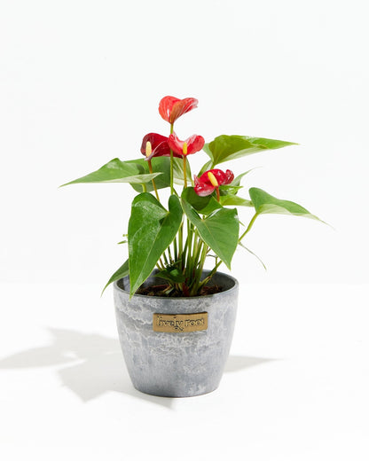 Lively Root - Anthurium Andraeanum - Flamingo Flower