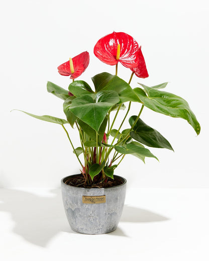 Lively Root - Anthurium Andraeanum - Flamingo Flower