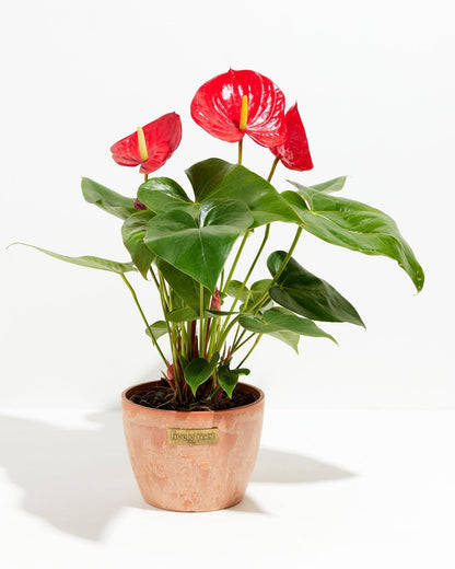 Lively Root - Anthurium Andraeanum - Flamingo Flower