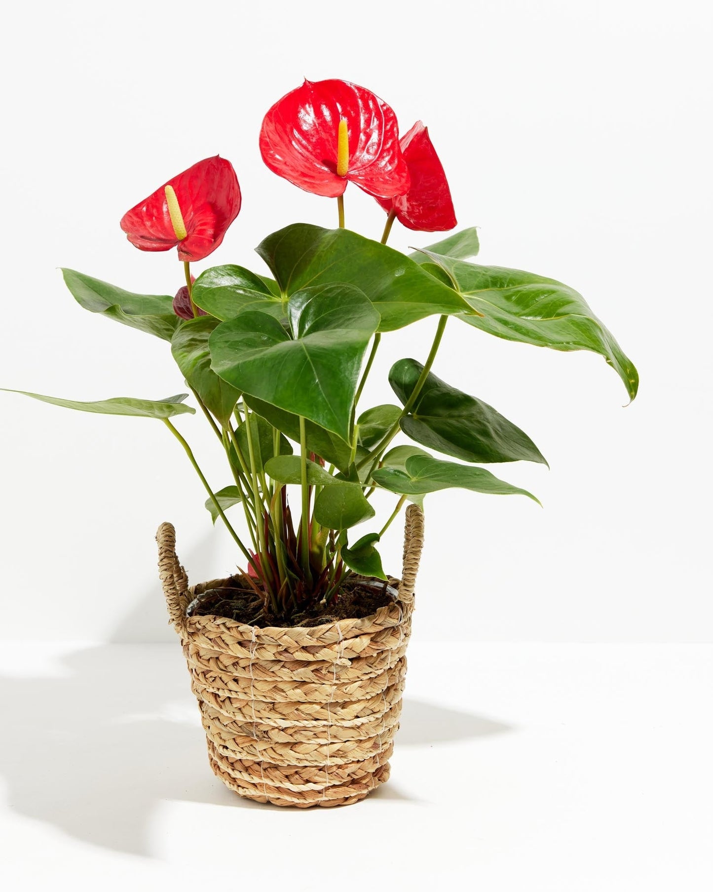 Lively Root - Anthurium Andraeanum - Flamingo Flower