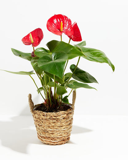 Lively Root - Anthurium Andraeanum - Flamingo Flower