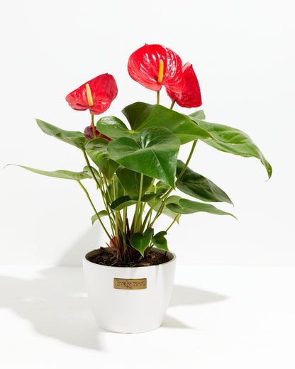 Lively Root - Anthurium Andraeanum - Flamingo Flower