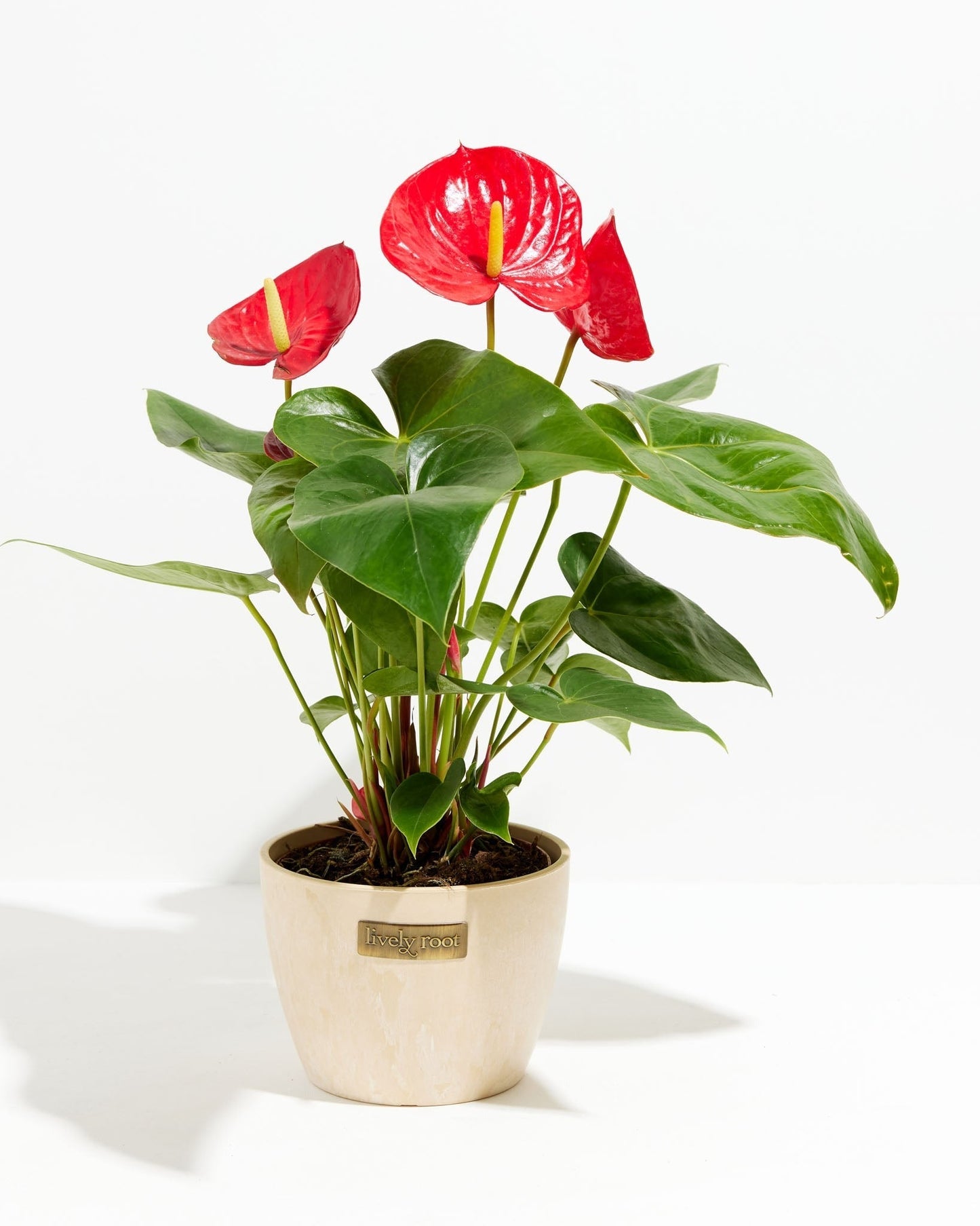 Lively Root - Anthurium Andraeanum - Flamingo Flower