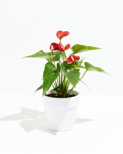 Lively Root - Anthurium Andraeanum - Flamingo Flower