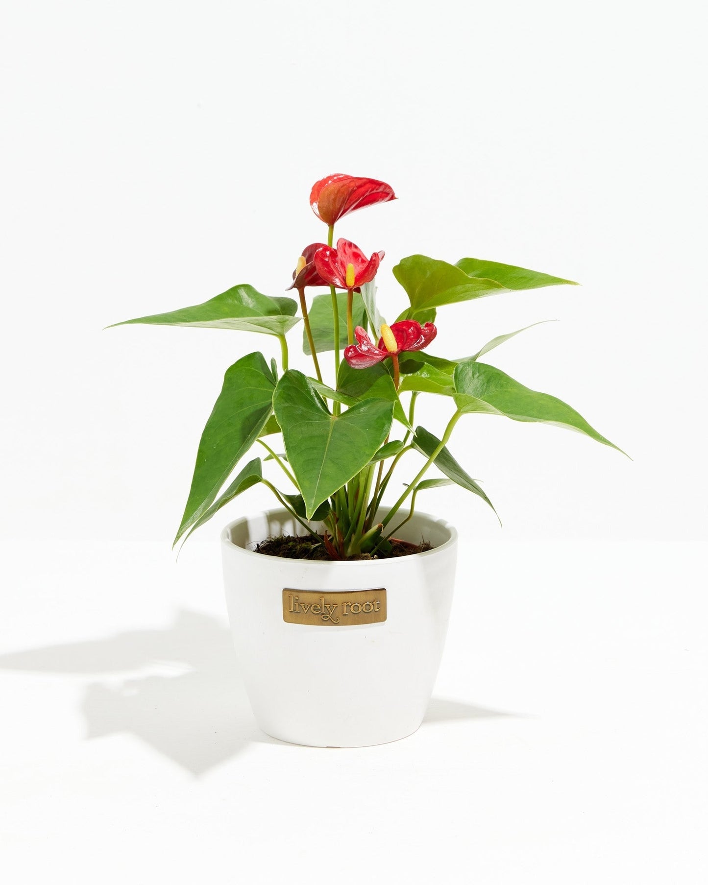 Lively Root - Anthurium Andraeanum - Flamingo Flower