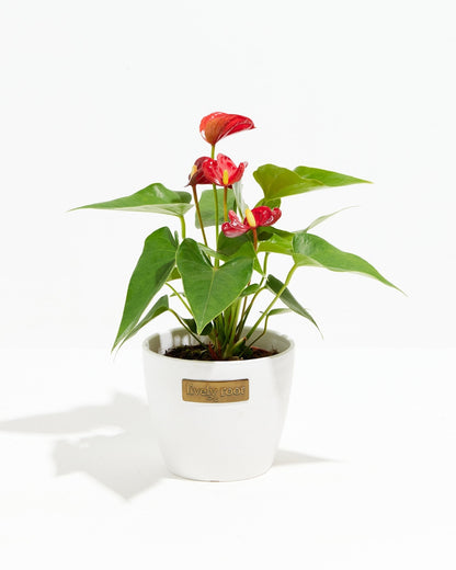 Lively Root - Anthurium Andraeanum - Flamingo Flower