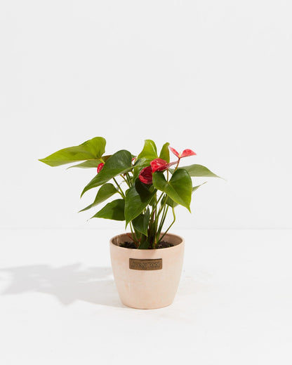 Lively Root - Anthurium Andraeanum - Flamingo Flower