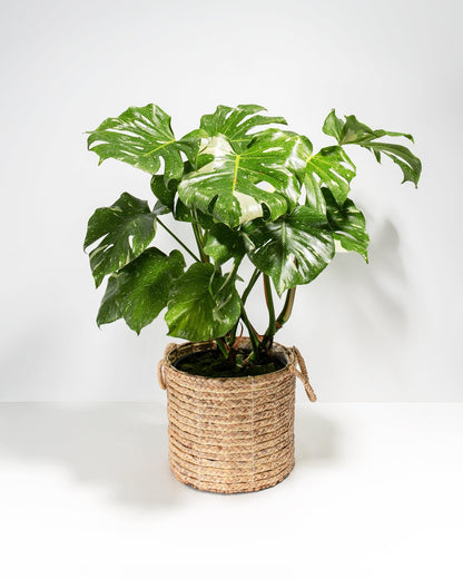 Lively Root - Monstera Thai Constellation