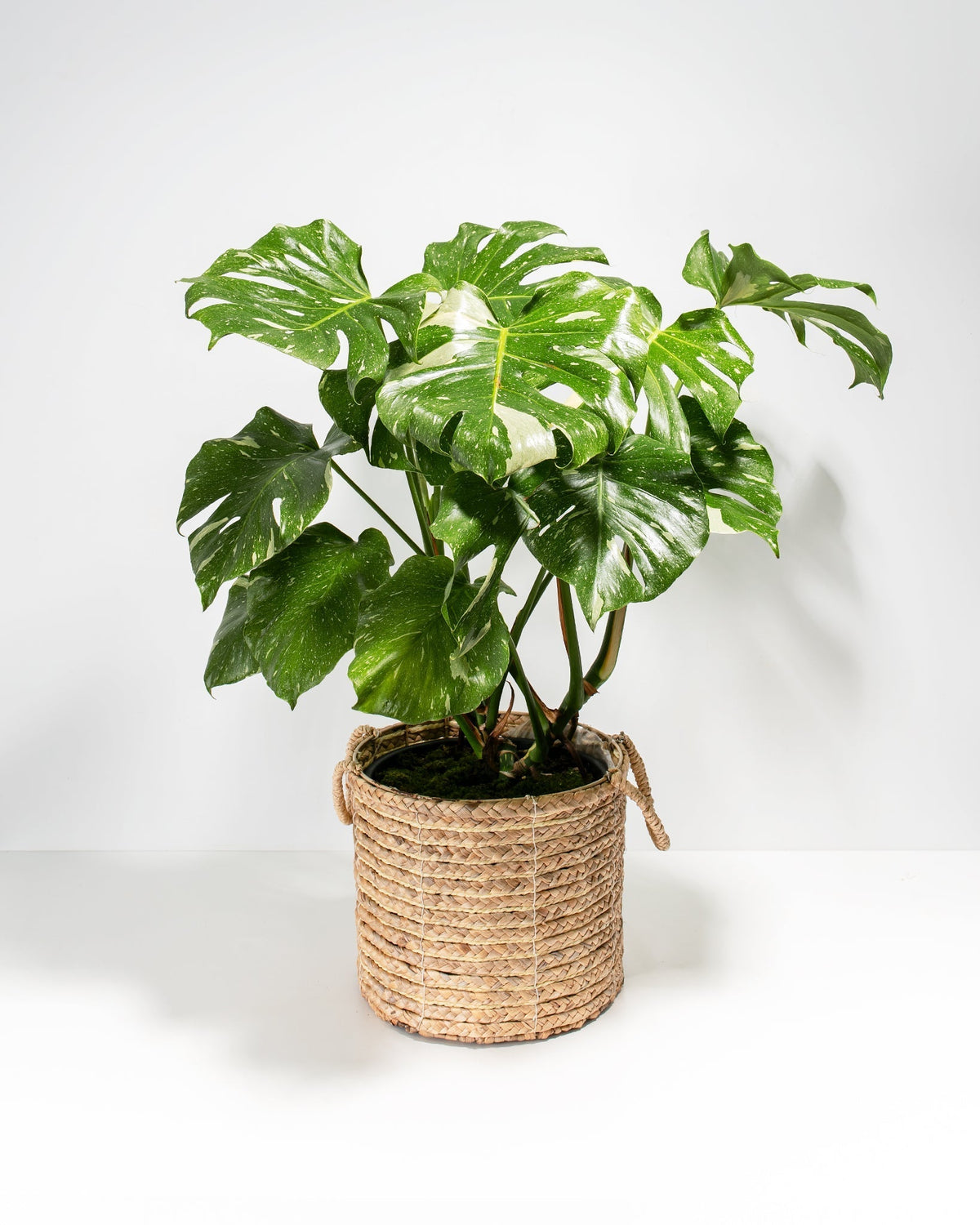 Lively Root - Monstera Thai Constellation