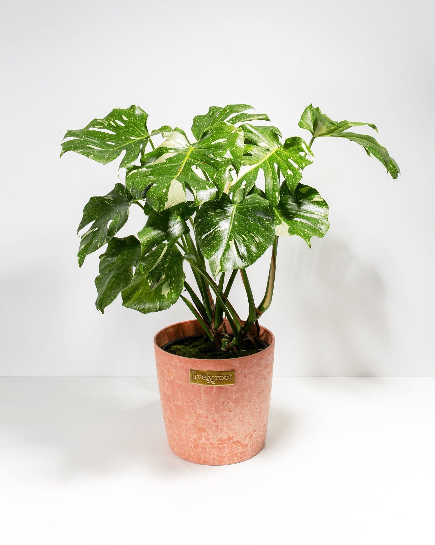 Lively Root - Monstera Thai Constellation