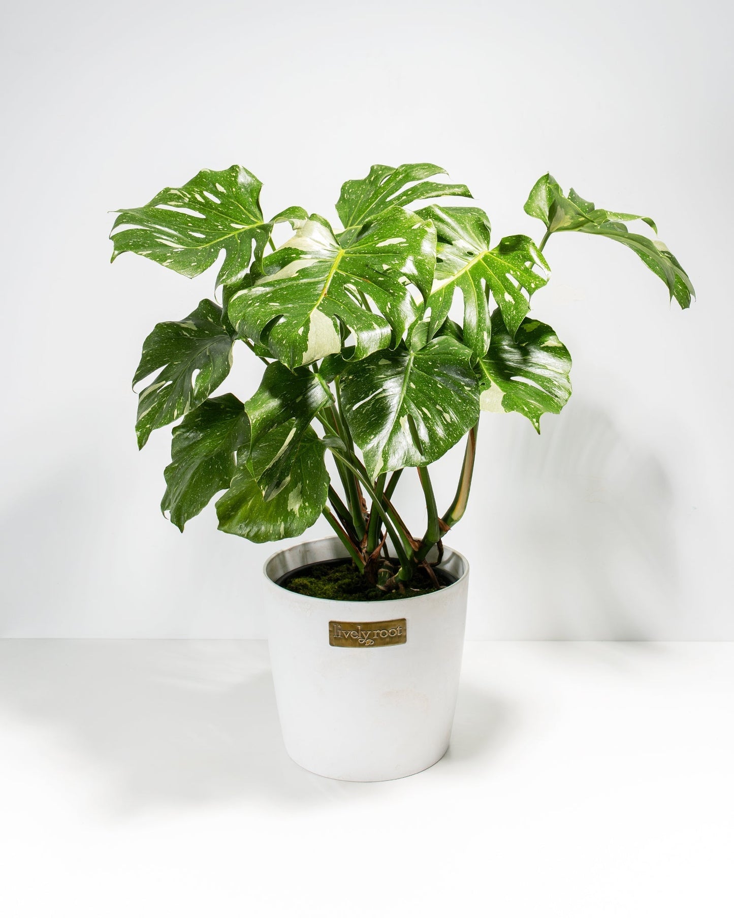 Lively Root - Monstera Thai Constellation