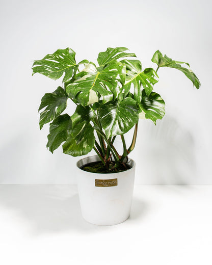 Lively Root - Monstera Thai Constellation