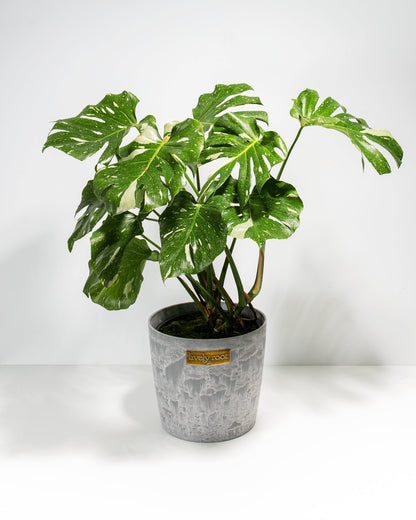 Lively Root - Monstera Thai Constellation