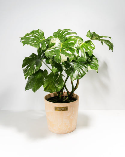 Lively Root - Monstera Thai Constellation
