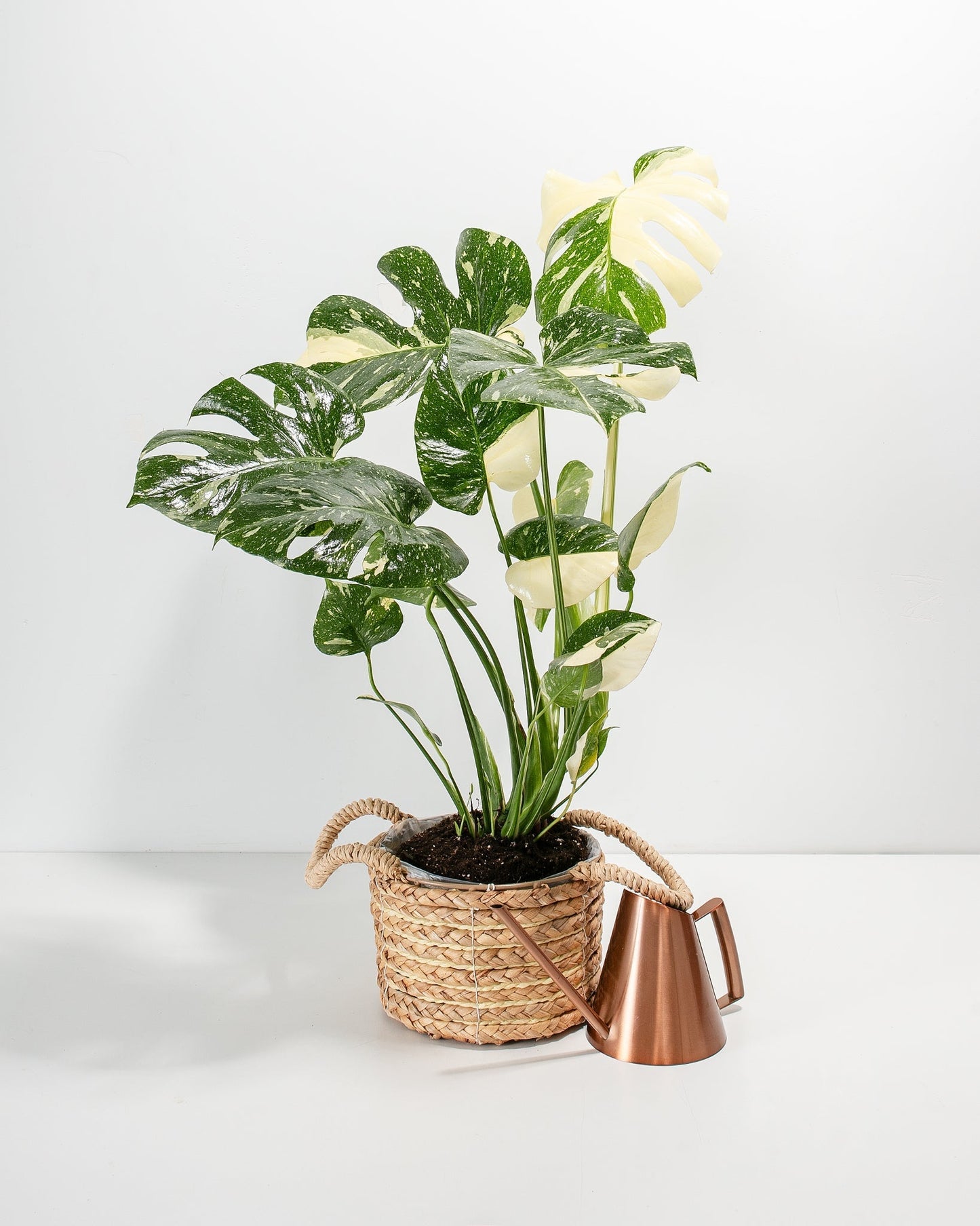 Lively Root - Monstera Thai Constellation