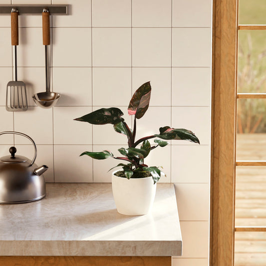 Lively Root - Philodendron Pink Princess