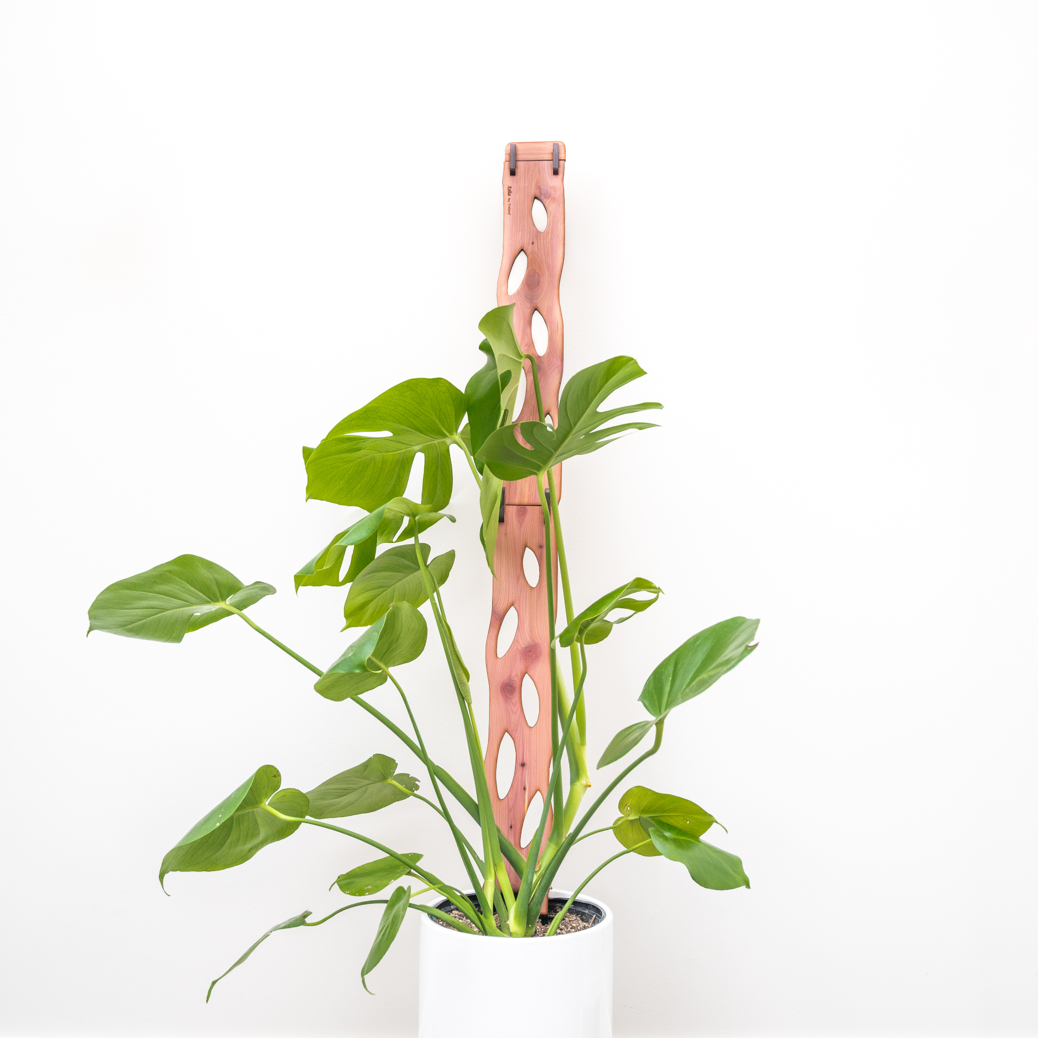 Wholesale Partner: Treleaf - Zella - Wooden Extendable Plant
