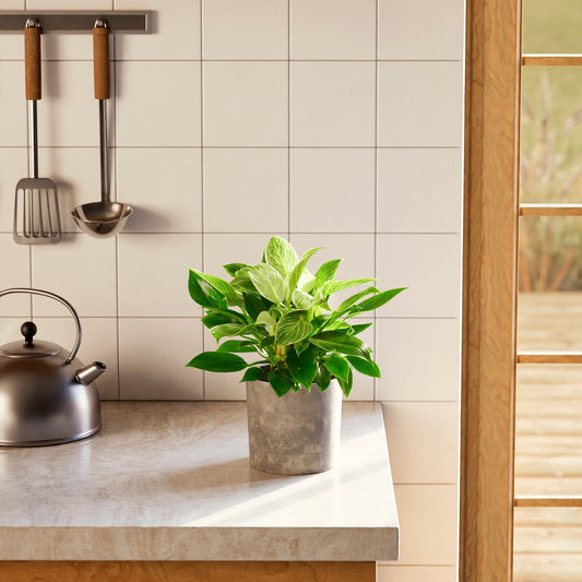 Lively Root - Philodendron Birkin