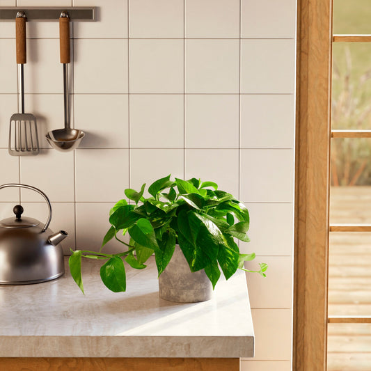Lively Root - Golden Pothos Plant