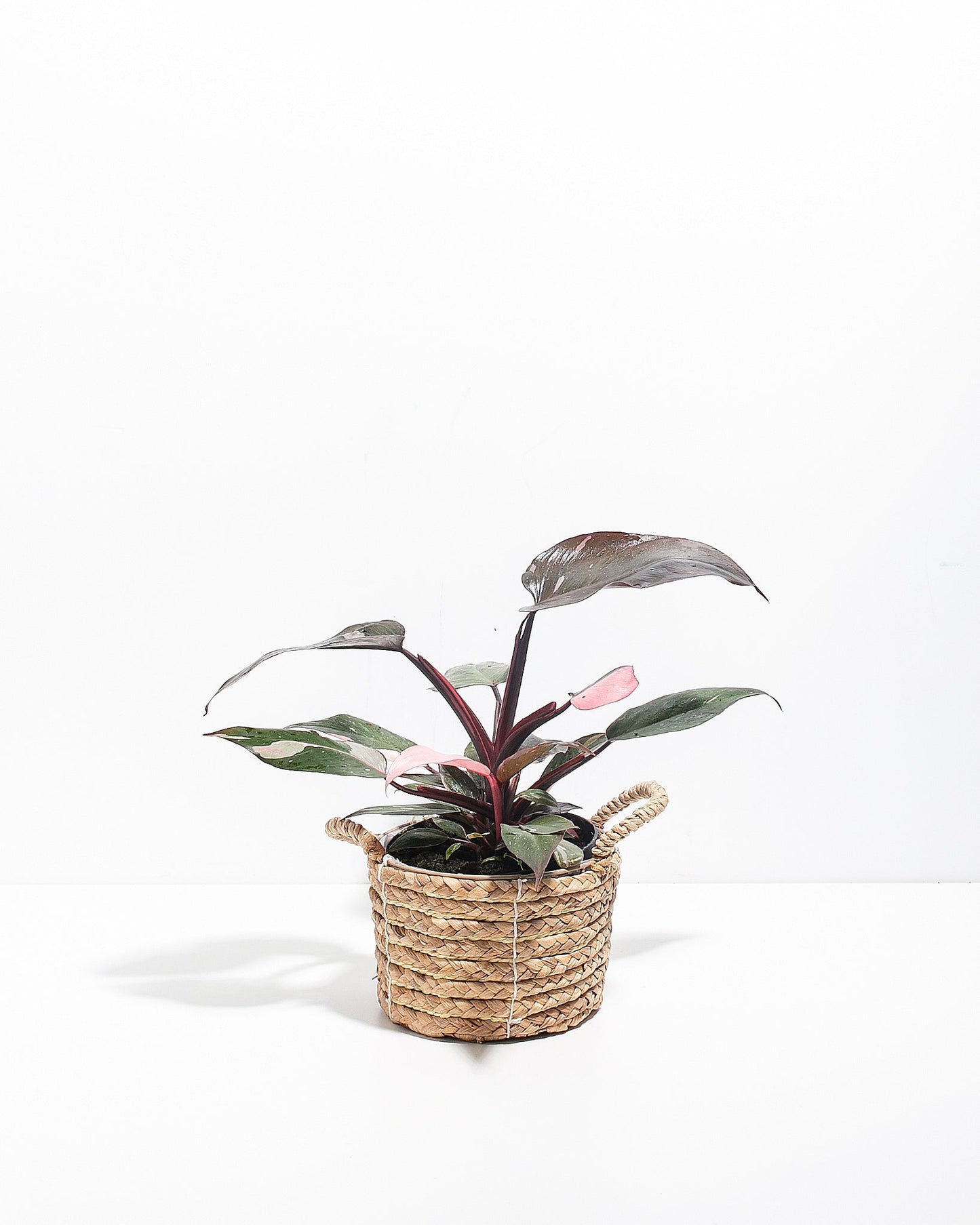 Lively Root - Philodendron Pink Princess