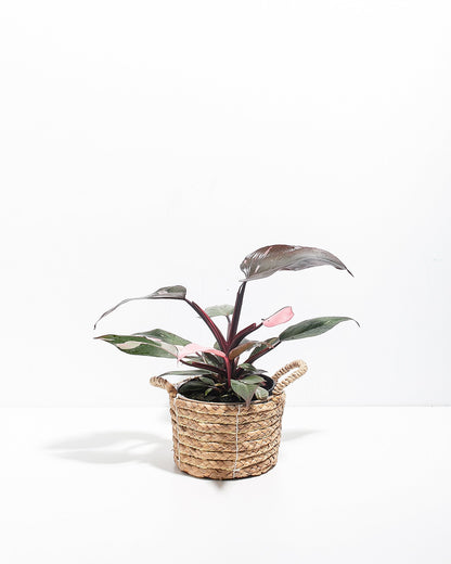 Lively Root - Philodendron Pink Princess