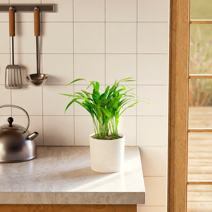 Lively Root - Areca Palm Indoor Tree