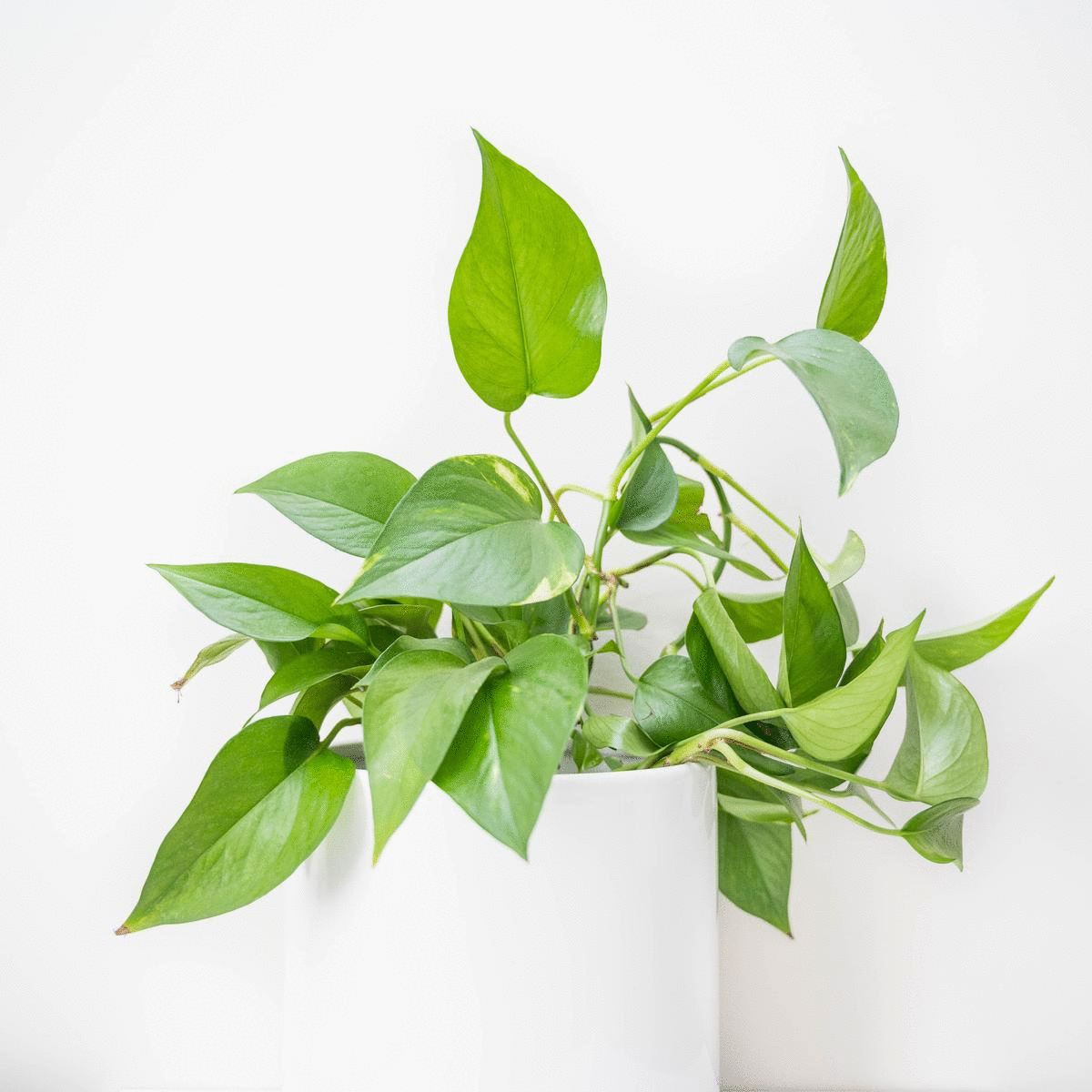 Wholesale Partner: Treleaf - Monstrella - Wall Mounted