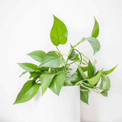 Wholesale Partner: Treleaf - Monstrella - Wall Mounted