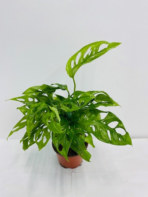 Coolective Plants - Monstera “Swiss Cheese” Plant – Tropical Split Leaf Indoor Vine | Easy Care Jungle Houseplant Starter