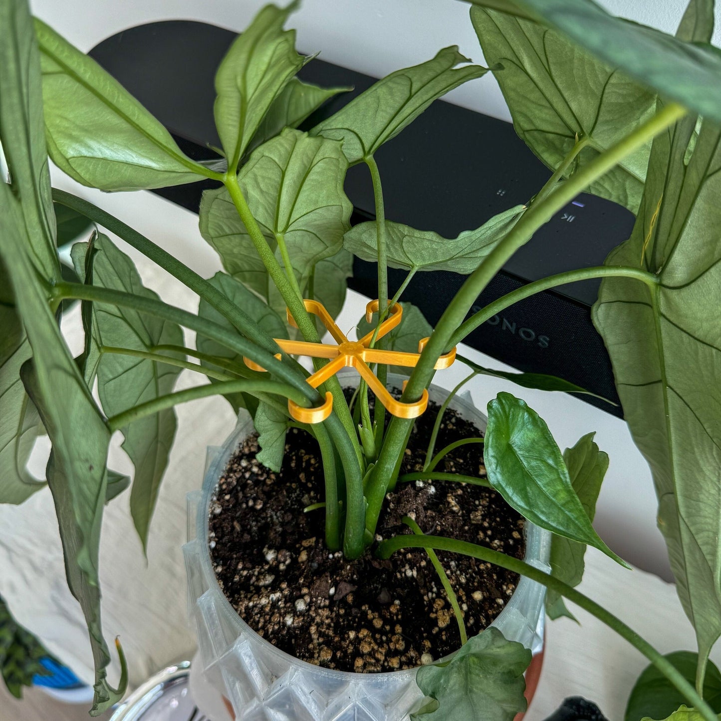 Wholesale Partner: Rosebud HomeGoods - Plant Stem Supports