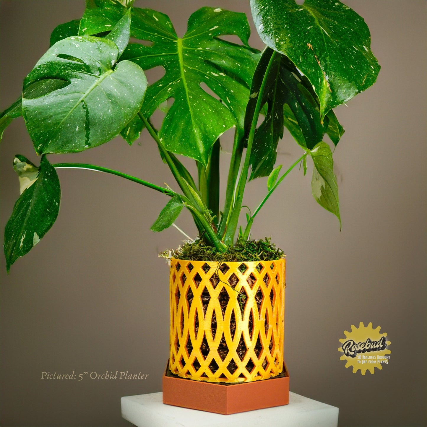 Wholesale Partner: Rosebud HomeGoods - Water Humidity Tray for Houseplants (Includes Pebbles)
