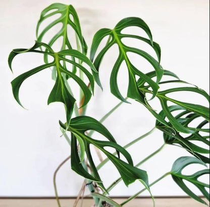 Coolective Plants - Monstera Burle Marx Flame