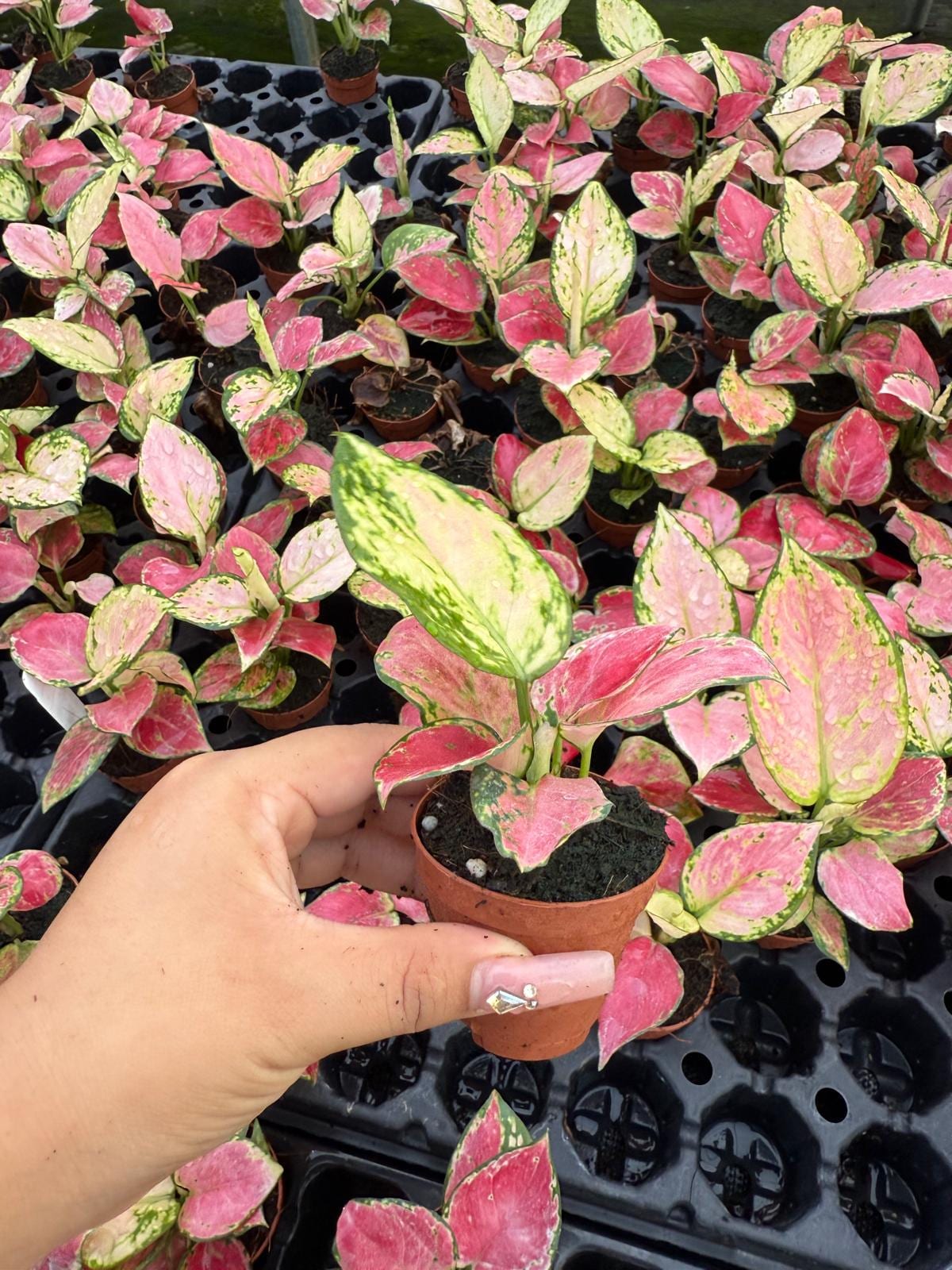 Coolective Plants - Aglaonema ‘Beauty Pink’ Plant – 4” Pot Colorful Indoor Houseplant with Pink, Red & Cream Variegated Foliage | Easy Care Low Light Air-Purifying Plant