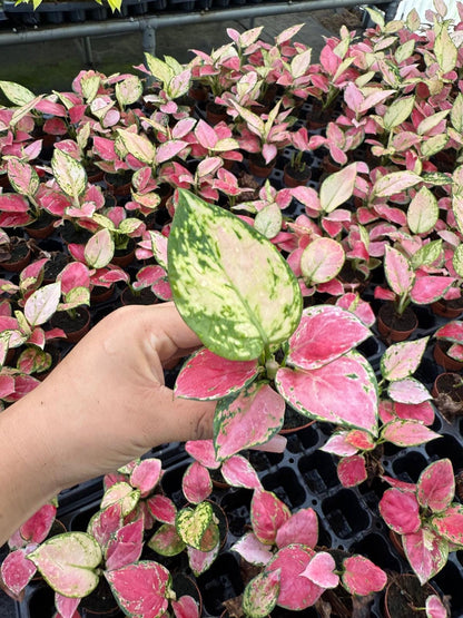 Coolective Plants - Aglaonema ‘Beauty Pink’ Plant – 4” Pot Colorful Indoor Houseplant with Pink, Red & Cream Variegated Foliage | Easy Care Low Light Air-Purifying Plant