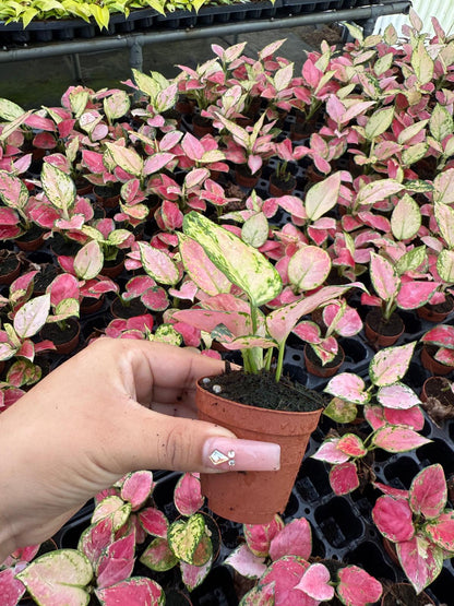 Coolective Plants - Aglaonema ‘Beauty Pink’ Plant – 4” Pot Colorful Indoor Houseplant with Pink, Red & Cream Variegated Foliage | Easy Care Low Light Air-Purifying Plant