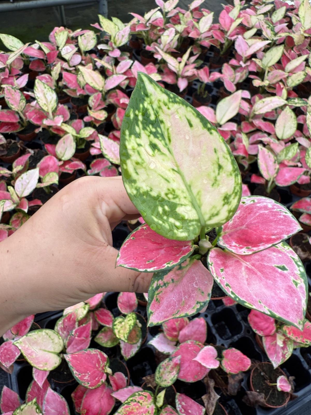 Coolective Plants - Aglaonema ‘Beauty Pink’ Plant – 4” Pot Colorful Indoor Houseplant with Pink, Red & Cream Variegated Foliage | Easy Care Low Light Air-Purifying Plant