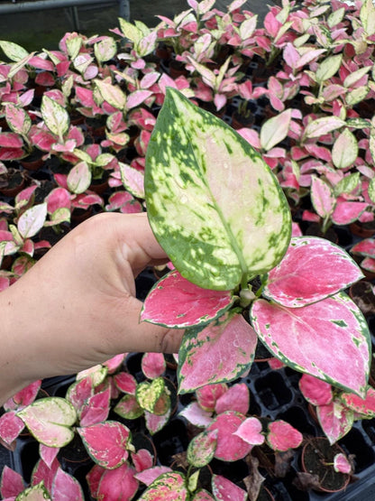 Coolective Plants - Aglaonema ‘Beauty Pink’ Plant – 4” Pot Colorful Indoor Houseplant with Pink, Red & Cream Variegated Foliage | Easy Care Low Light Air-Purifying Plant