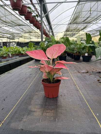 Coolective Plants - Aglaonema ‘Beauty Pink’ Plant – 4” Pot Colorful Indoor Houseplant with Pink, Red & Cream Variegated Foliage | Easy Care Low Light Air-Purifying Plant