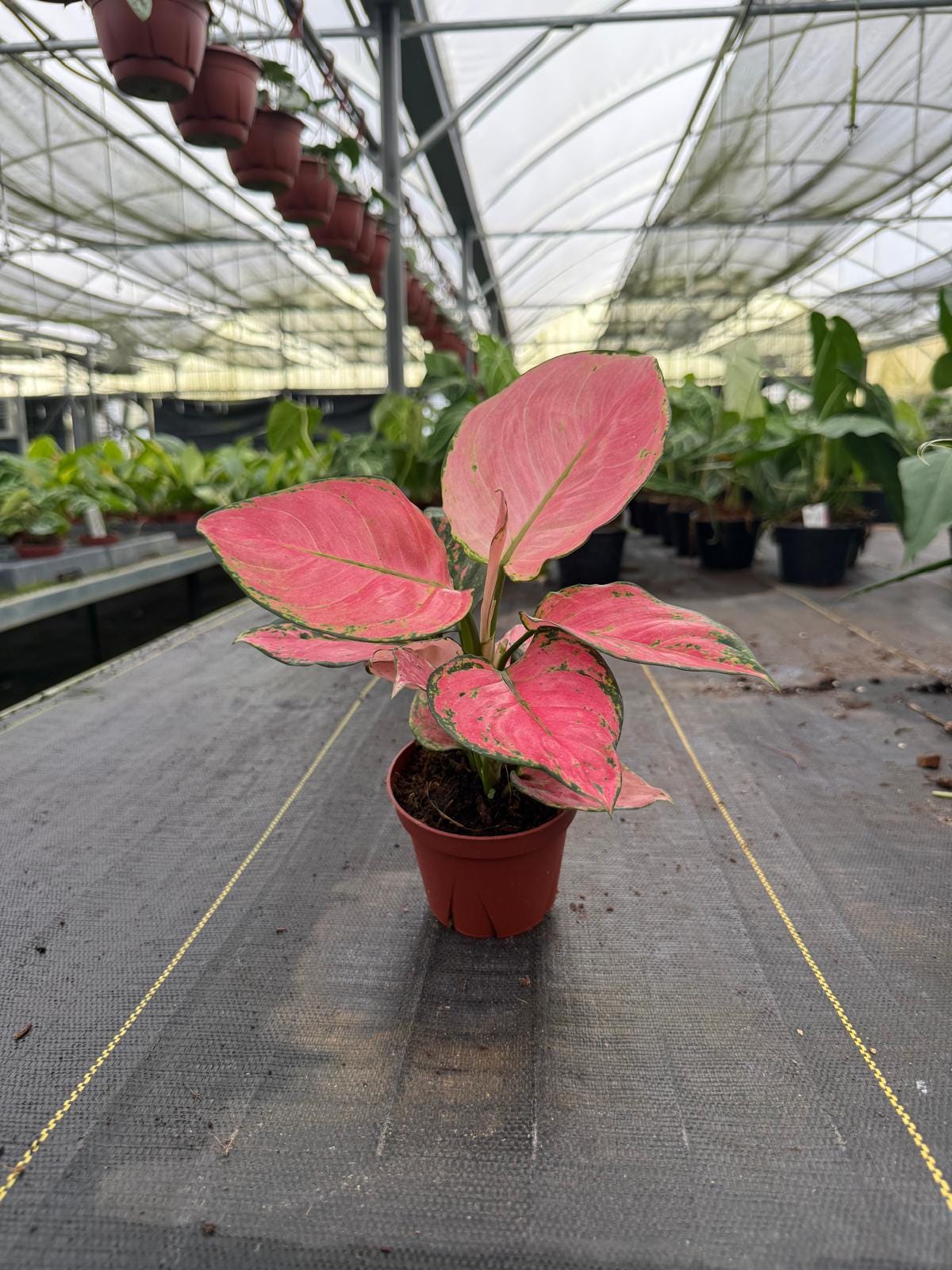 Coolective Plants - Aglaonema ‘Beauty Pink’ Plant – 4” Pot Colorful Indoor Houseplant with Pink, Red & Cream Variegated Foliage | Easy Care Low Light Air-Purifying Plant
