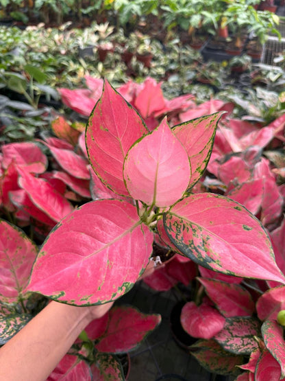 Coolective Plants - Aglaonema ‘Beauty Pink’ Plant – 4” Pot Colorful Indoor Houseplant with Pink, Red & Cream Variegated Foliage | Easy Care Low Light Air-Purifying Plant