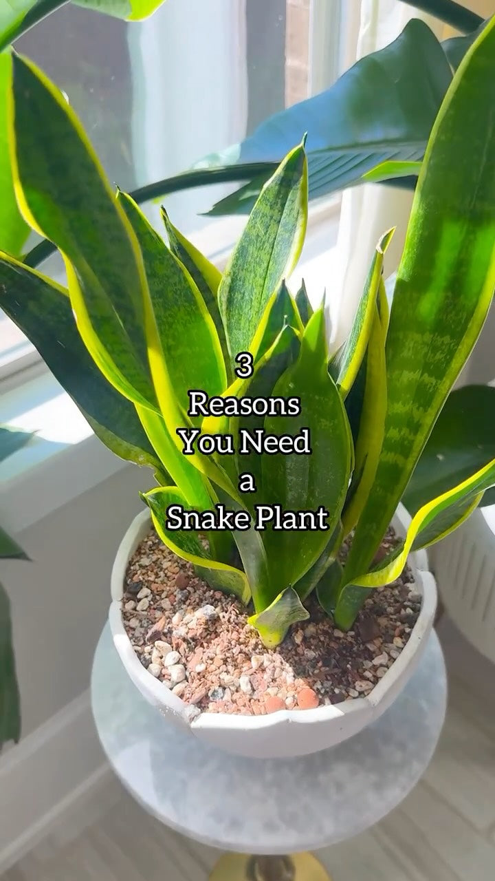 Wholesale Partner: Treleaf - Zella - Wooden Extendable Plant