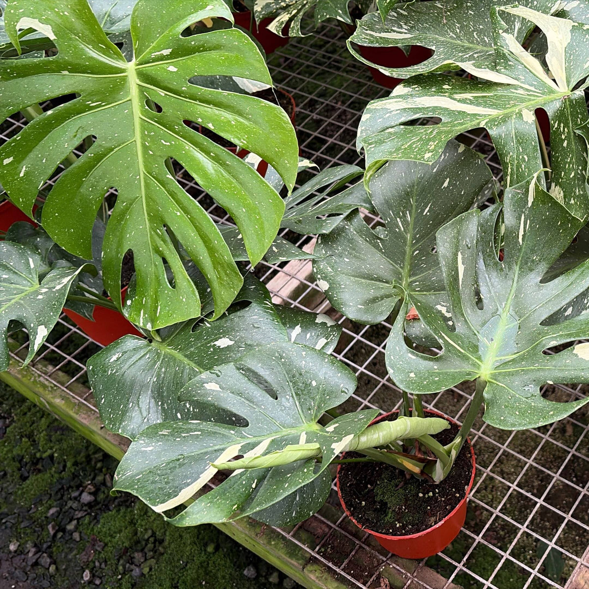 Lively Root - Monstera Thai Constellation