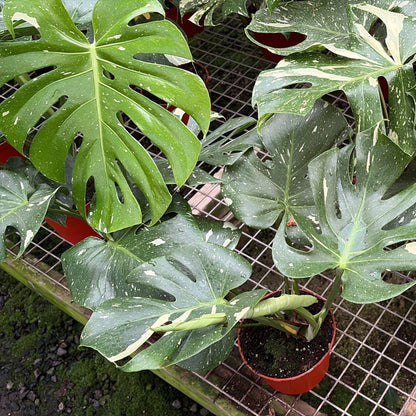 Lively Root - Monstera Thai Constellation