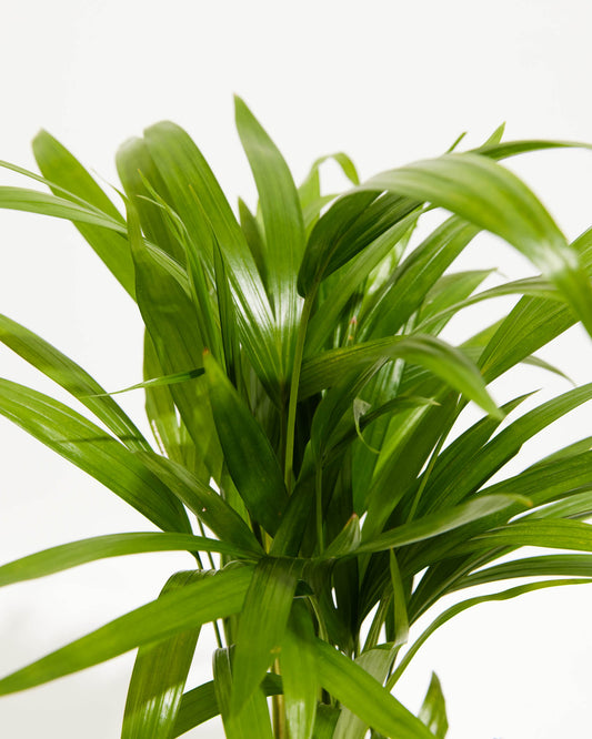 Lively Root - Areca Palm Indoor Tree