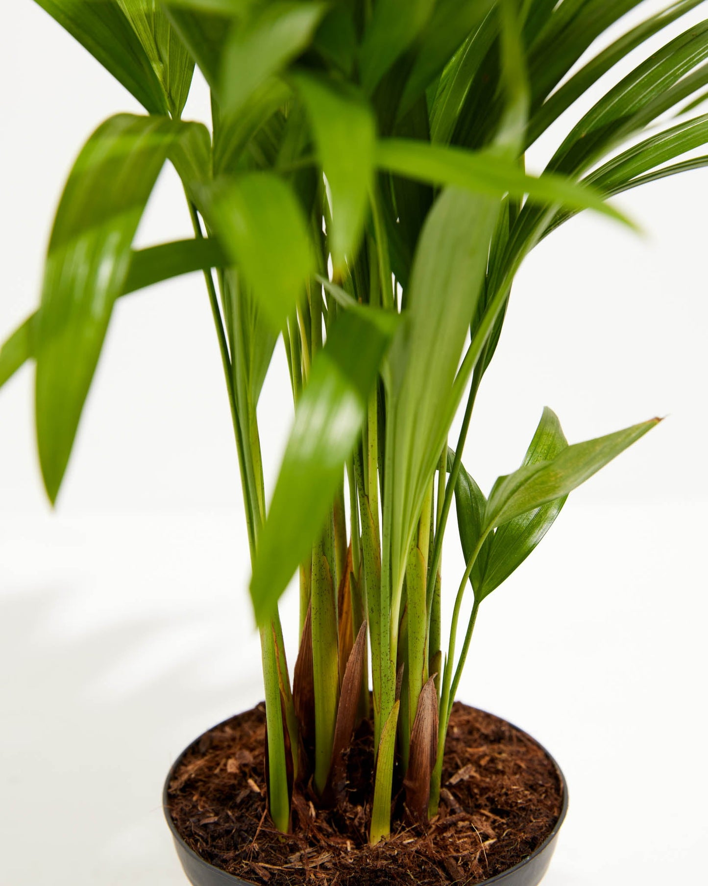 Lively Root - Areca Palm Indoor Tree