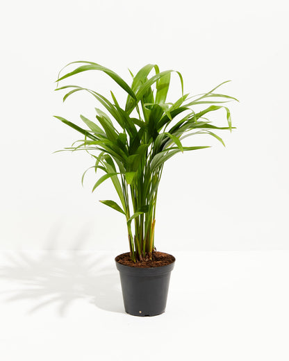 Lively Root - Areca Palm Indoor Tree